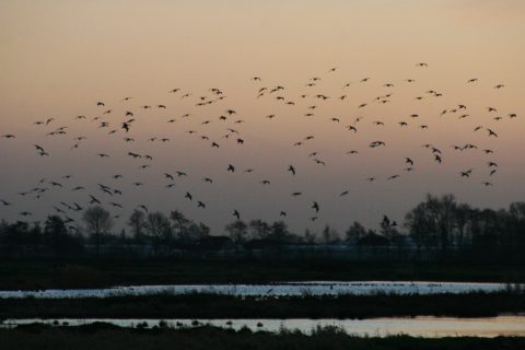 Vogelwerkgroep Koudekerk/Hazerswoude e.o.