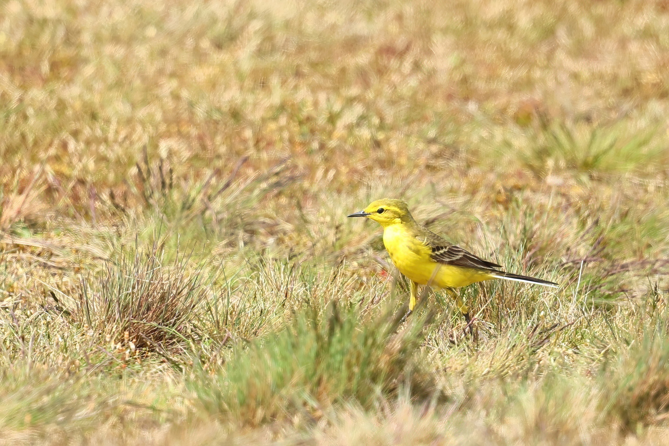 Gele vogel midden in een grasveld.