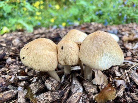 Bruine paddenstoelen op houtsnippers, met groene en gele planten op de achtergrond.