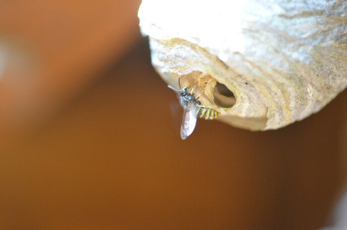 Wesp bij de ingang van een wespennest, in zacht focus tegen een bruine achtergrond.
