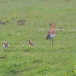 Vogel met kuikens op grasveld, omgeven door bloemen.