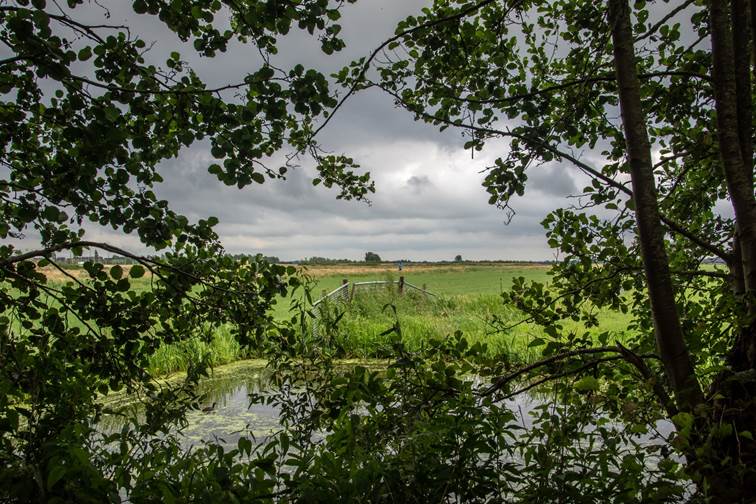 Boomtakken omlijsten een groen weiland met een houten hek, onder een bewolkte lucht.
