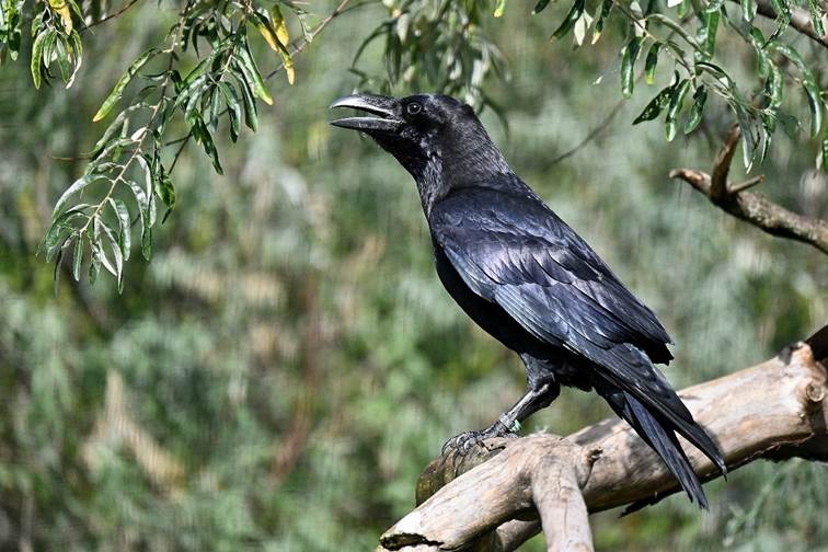 Een zwarte kraai zit op een tak onder groene bladeren, met open snavel.