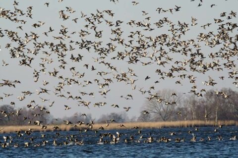 Zwarte zee van vogels vliegt boven een wateroppervlak, kale bomen op de achtergrond.