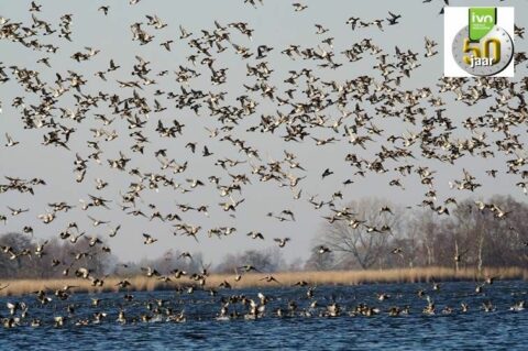 Een grote zwerm vogels vliegt boven een meer, met bomen op de achtergrond.