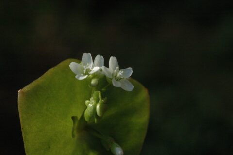 Kleine witte bloemetjes boven een groen blad tegen een donkere achtergrond.