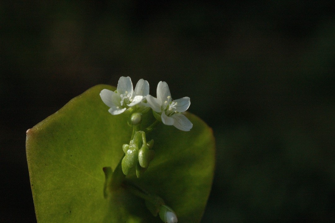 Kleine witte bloemetjes boven een groen blad tegen een donkere achtergrond.