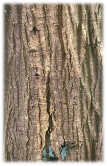 Boomschors met verticale groeven en vage blauwgroene korstmossen.