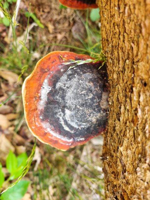 Boom met een kleurrijke zwam aan de bast in een bosrijke omgeving.