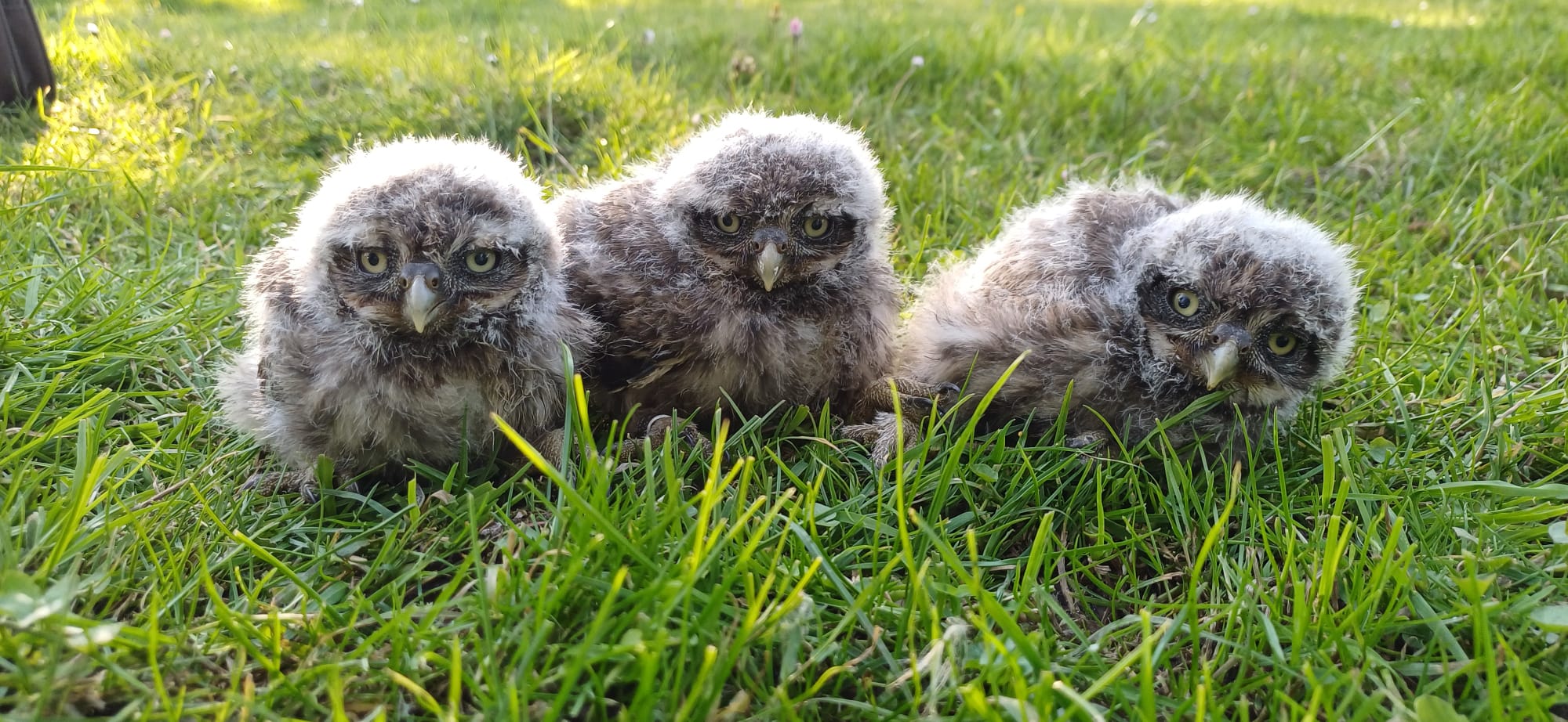 Drie jonge uilen zitten samen op gras, met pluizige veren en nieuwsgierige blikken.