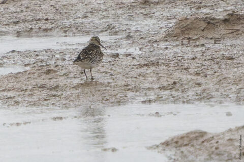Kleine vogel op een modderige oever met een waterplas op de achtergrond.