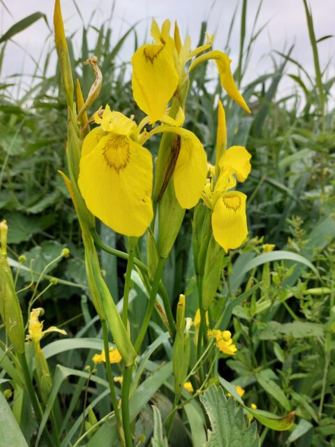 Gele bloemen van een gele lis, omgeven door groen gras en planten in een natuurlijke omgeving.