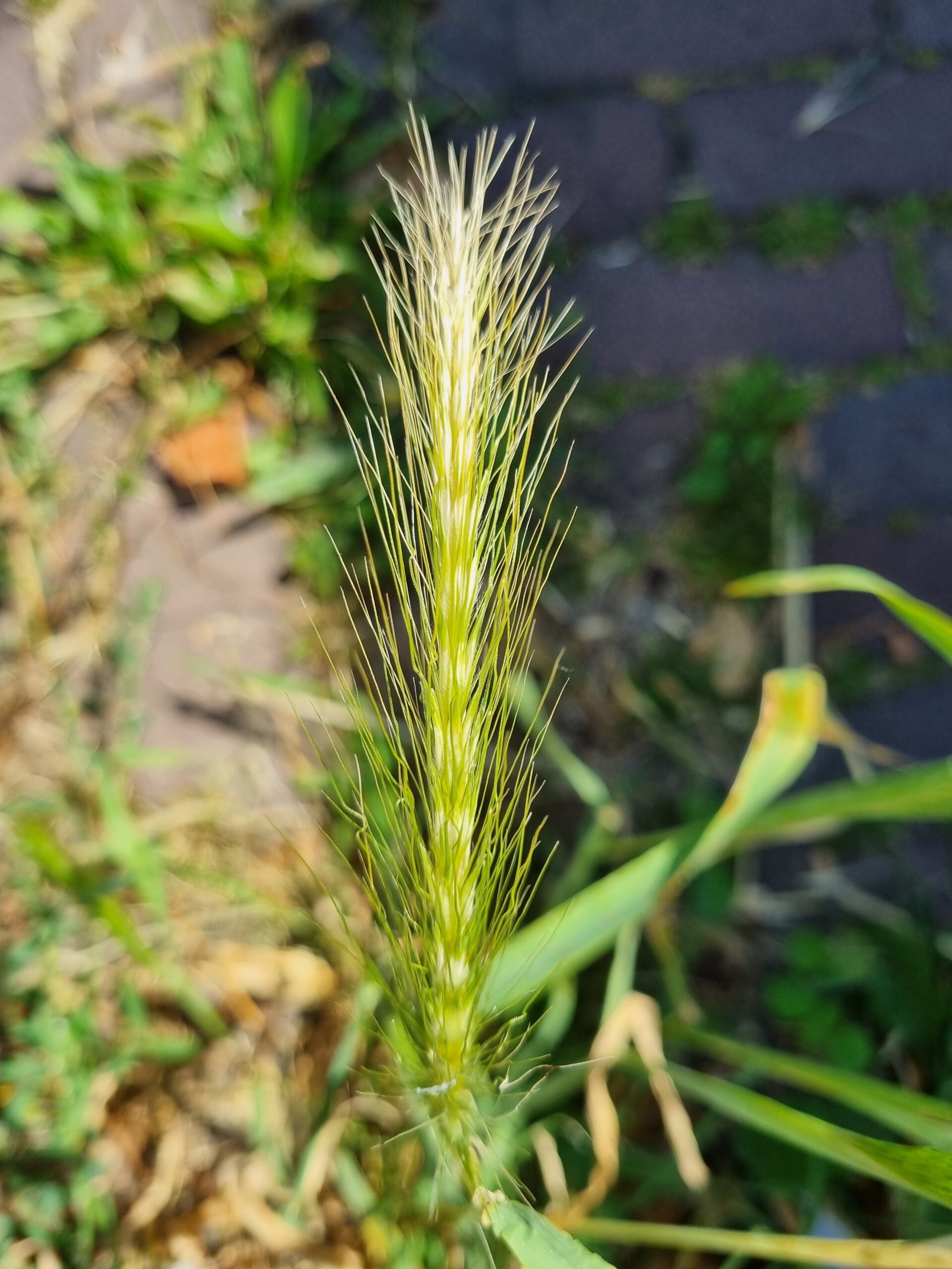 Groen grasaar met fijne sprieten, tegen onscherpe achtergrond van stenen en meer gras.