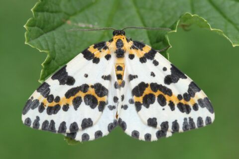 Witte vlinder met zwarte en gele vlekken op een groene bladachtergrond.