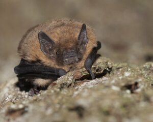 Bruine vleermuis rustend op een ruwe boomschors, in een natuurlijke omgeving.