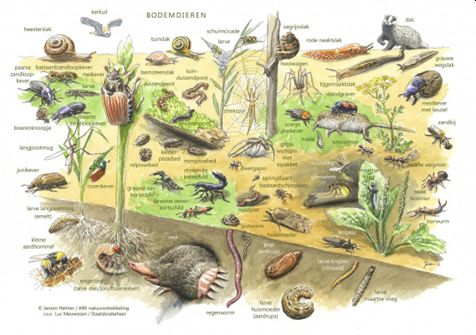 Illustratie van verschillende bodemdieren en hun leefomgeving, met labels en gedetailleerde planten.