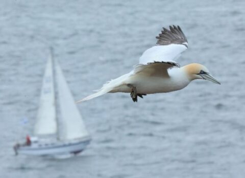 Een Jan-van-gent vliegt boven zee, met een zeilboot in de achtergrond.