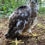 Jonge roofvogel met gele poten en ring in bosrijke omgeving.
