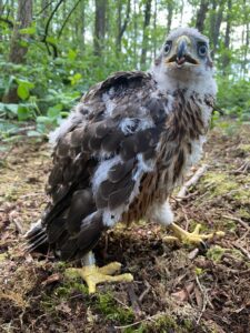 Jonge roofvogel met gele poten en ring in bosrijke omgeving.