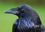 Close-up van een zwarte raaf tegen een groene achtergrond.