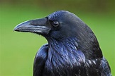 Close-up van een zwarte raaf tegen een groene achtergrond.