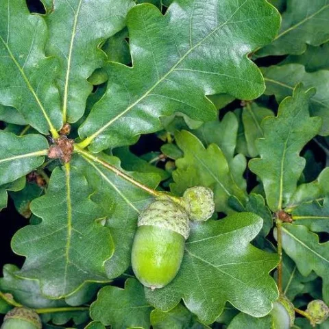Eikentakken met groene bladeren en een onrijpe eikel.