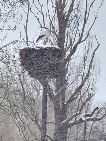 Ooievaar staat op nest in besneeuwde boom tijdens winterse sneeuwval.