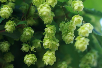 Hop