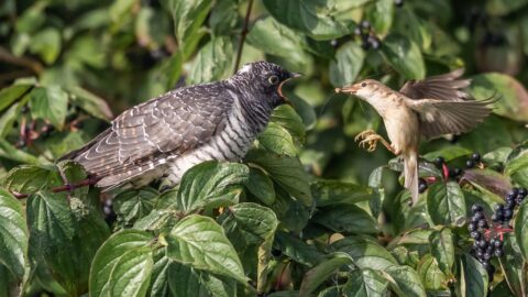 Een koekoek wordt gevoerd door een kleinere vogel tussen groene bladeren.