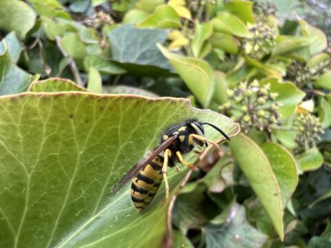 Wesp op groen blad, omringd door dichte bladeren en knoppen.