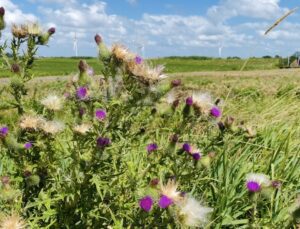 Foto van een speerdistel