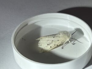 Nachtvlinder Witte Tijger. een witte vlinder met zwarte spikkels