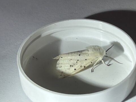 Witte mot met zwarte stippen in een witte, ronde bak tegen grijze achtergrond.