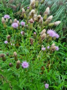 Akerdistel
