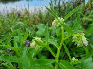 Smeerwortel plant met witte bloem