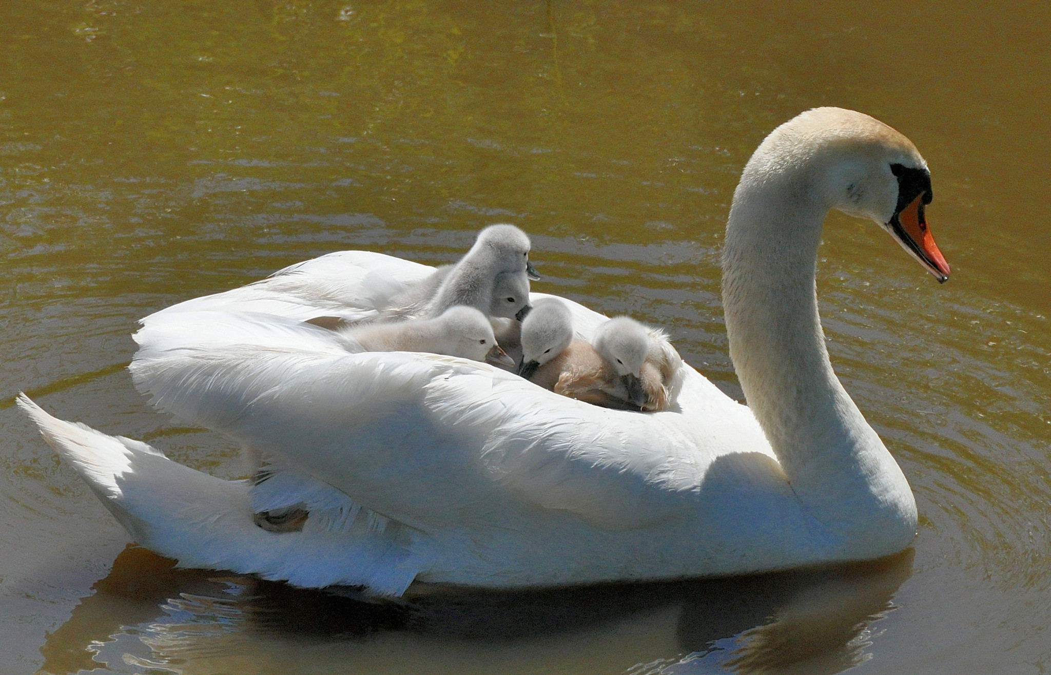 avn zwanen juveniel, Jenny Breij