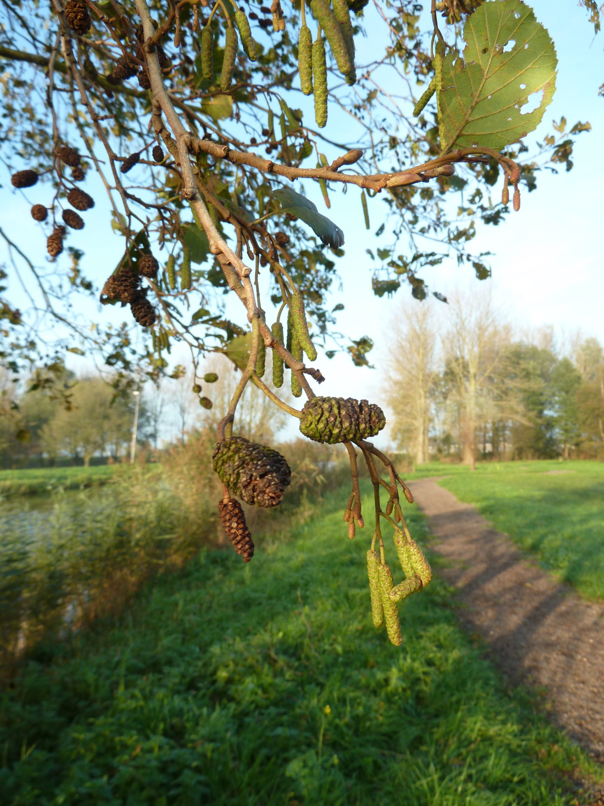 ivn Amstelveen ode aan de els