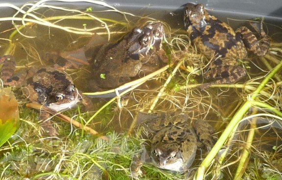 IVN Amstelveen bruine kikker