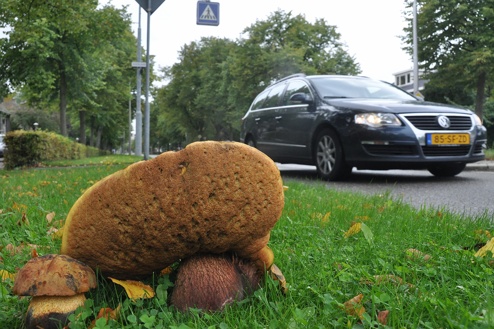 IVN Amstelveen Heksenboleet