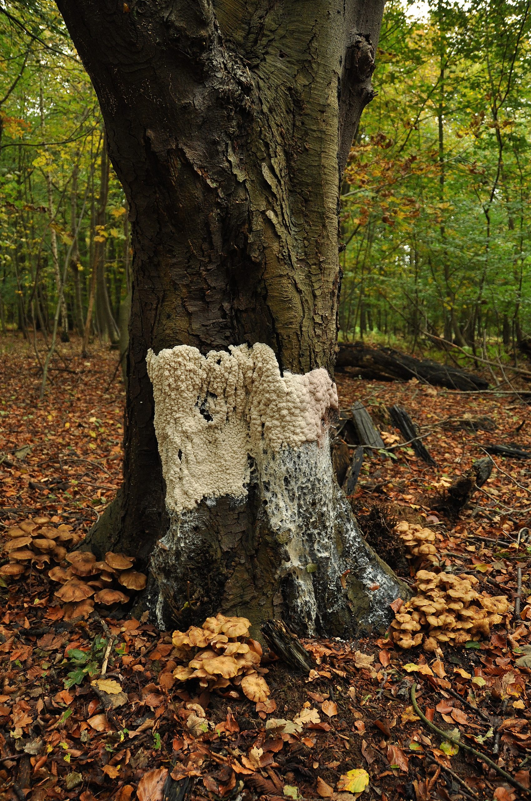 IVN Amstelveen Henk Breij  koningin van het bos