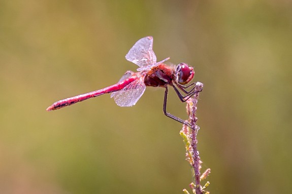 IVN Amstelveen libelle