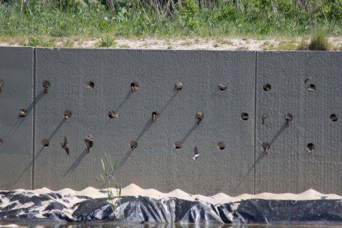 avn_oeverzwaluwwand_20_van_1 3