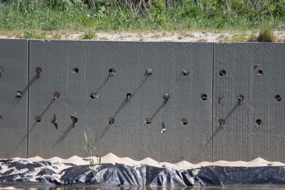 Amstelveen oeverzwaluw