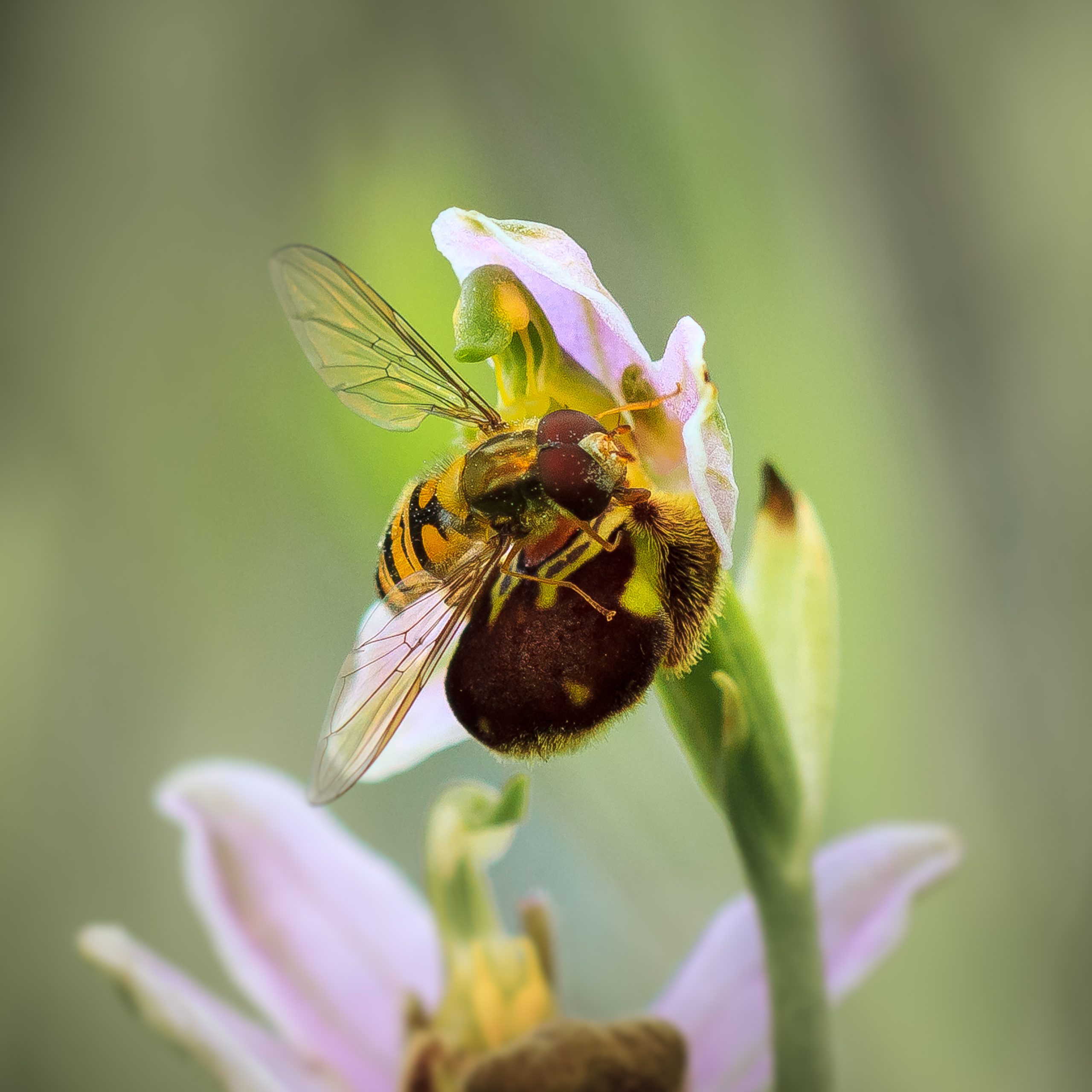 ivn Amstelveen orchis hb