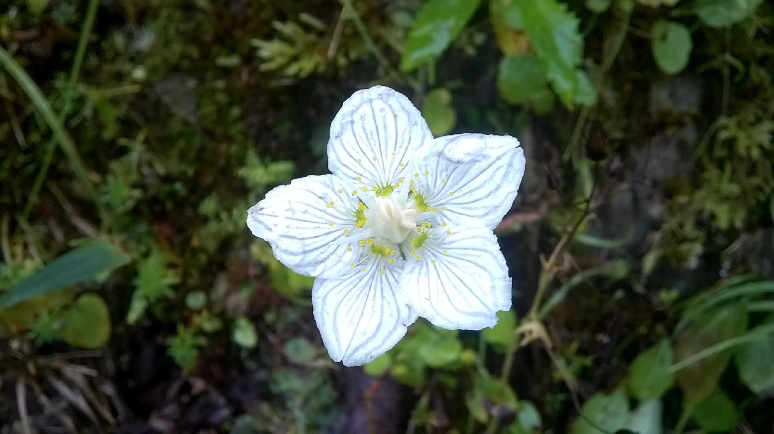 ivn amstelveen parnassia