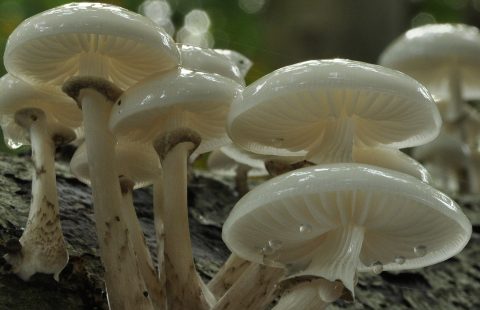 2014 10 Berken en Paddenstoelen, Henk Breij