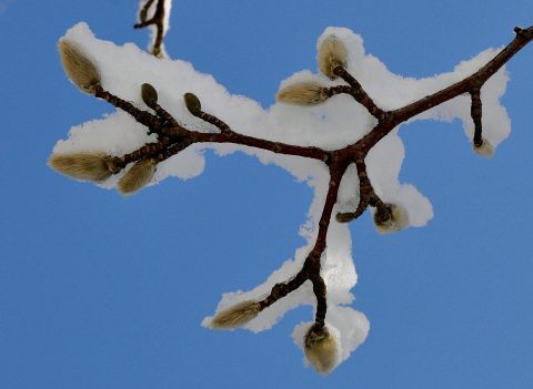 2015 12 Kerst, Donar, Janus en de zonnewende, Henk Breij