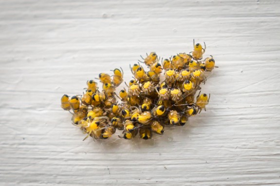 ivn Amstelveen spinnen