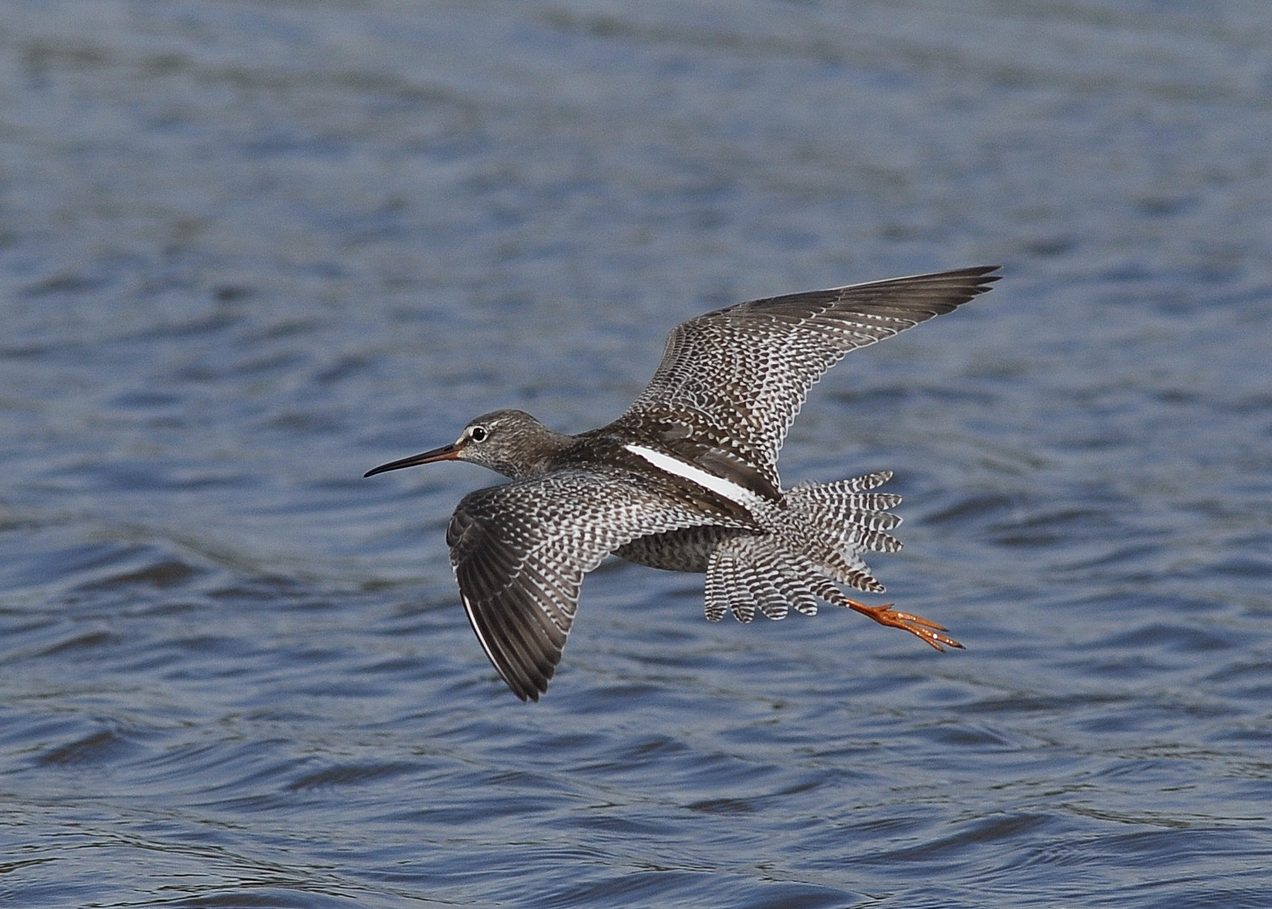 ivn amstelveen zwarte ruiter