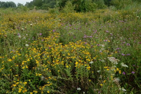 2019 08 Bloemenpracht in het Schinkelbos, Henk Breij